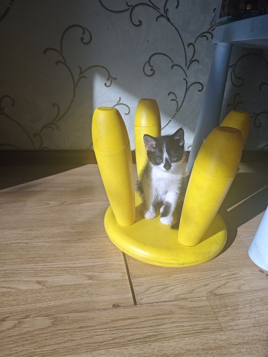 Отдам котенка в добрые руки