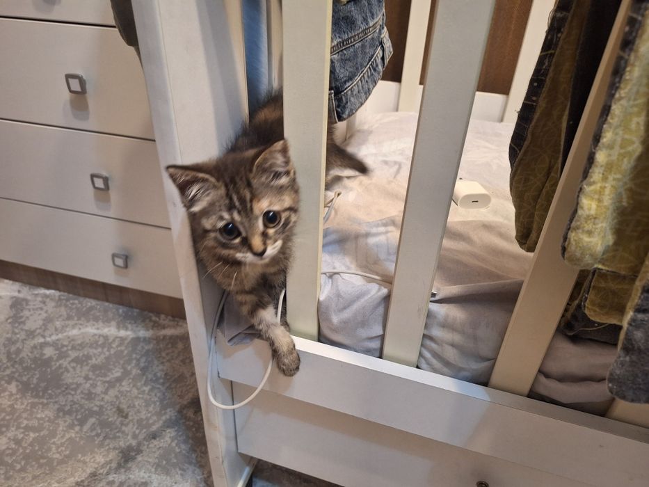 Отдам котёнка (кошка)