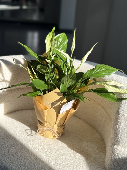 Комнатные растения в оформлении