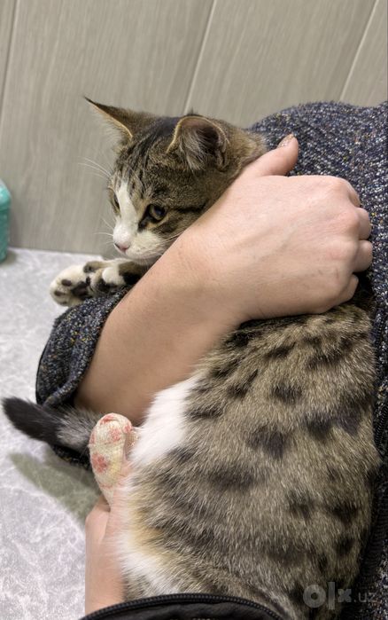 Отдам котика в добрые руки