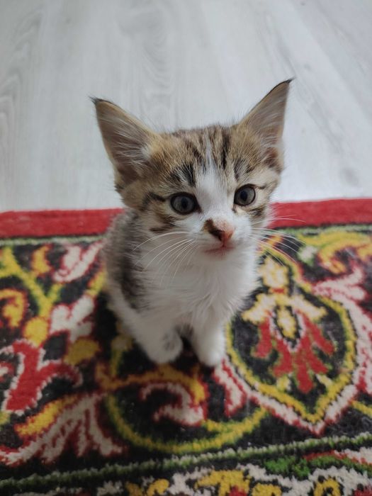Котёнок от турецкой ангоры