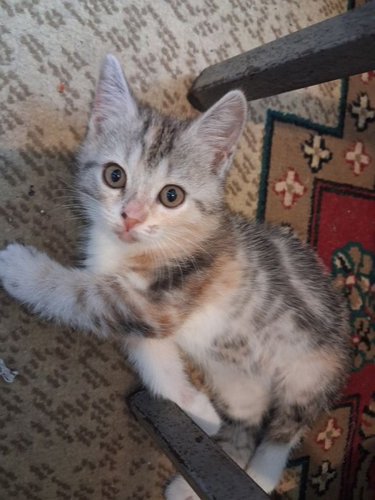 Котята продам 10000
