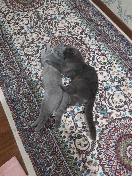 Шотландский и Британский кошки