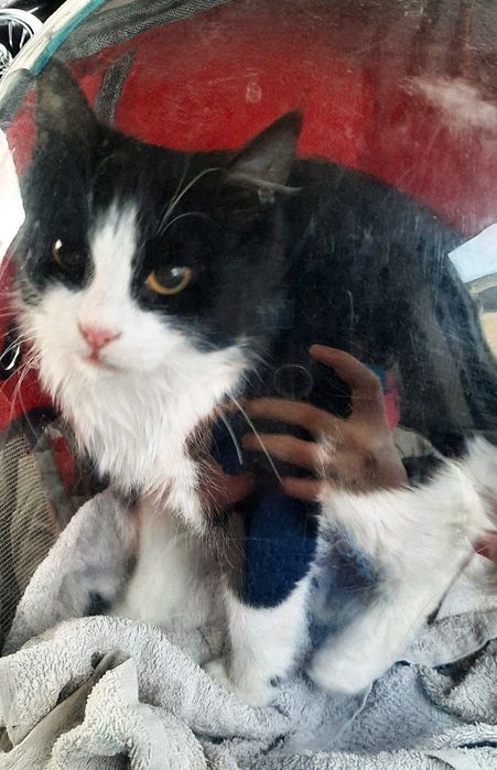 котик ищет дом, бесплатно