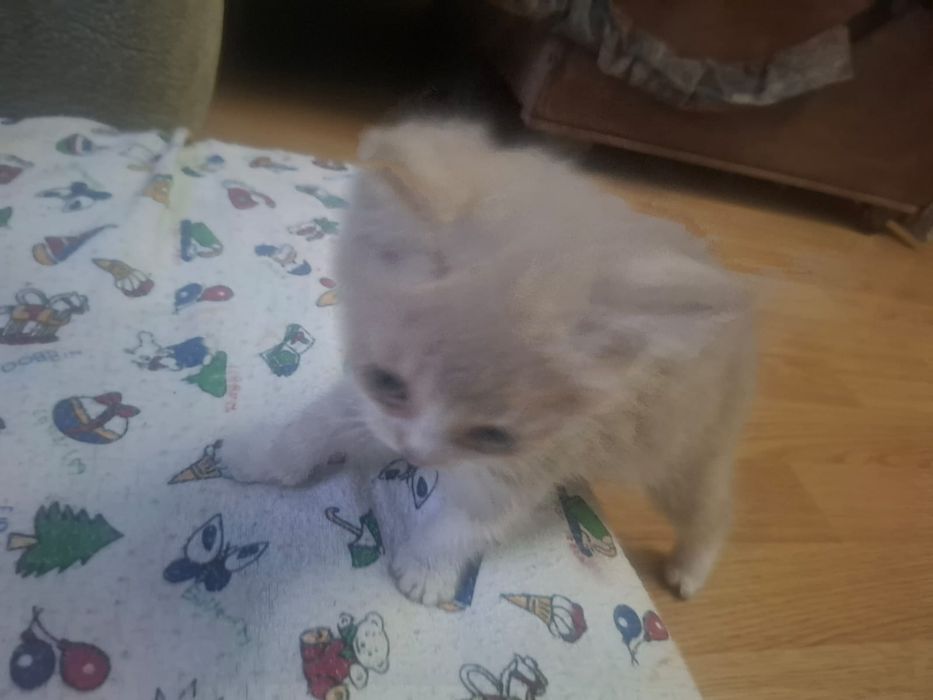 Котята вислоухие