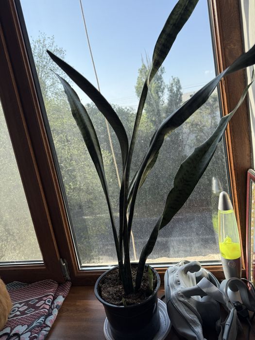 Комнатные цветы - Сансеверия