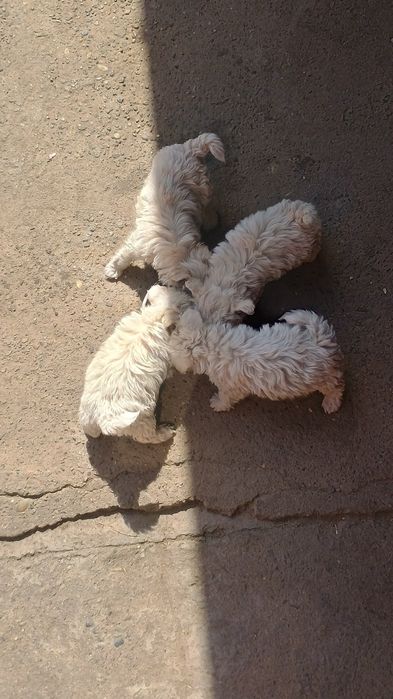 Vând catei bishon maltezi