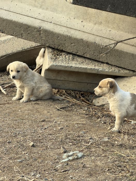 Щенята в добрые руки бесплтано.