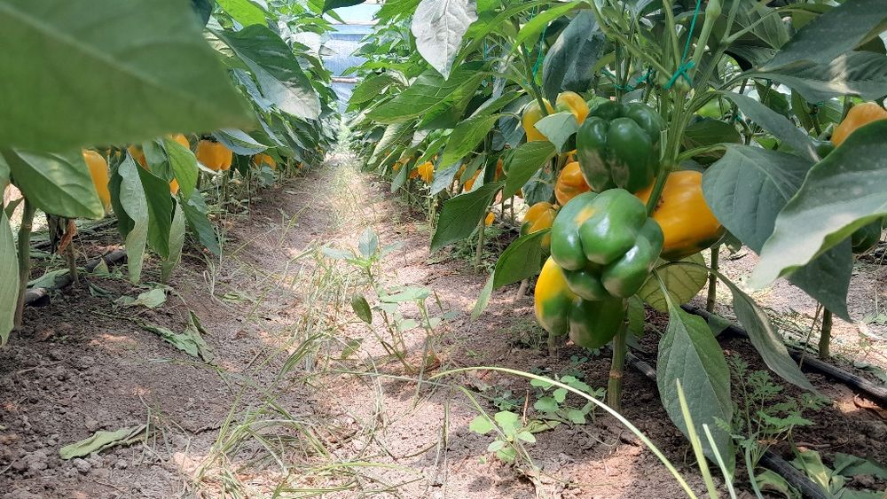 Болгарский светофор