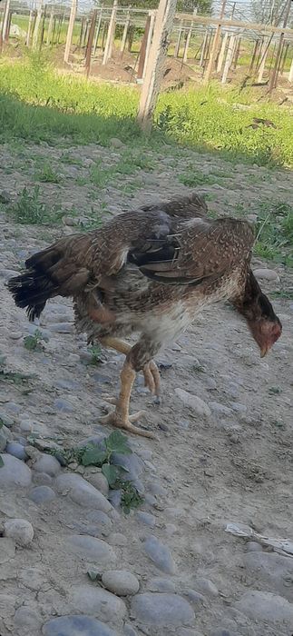 Дакан Хуроз ва Дакан товук сотилади