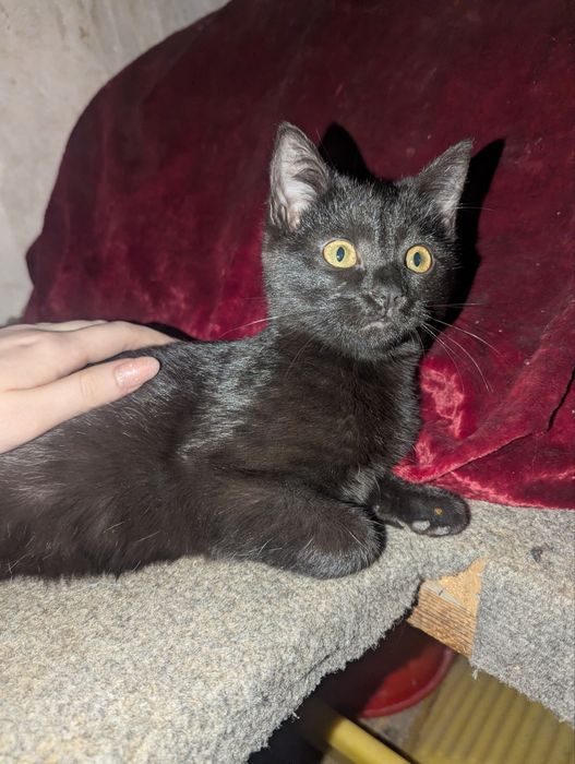 Отдам в добрые руки,кошечка 5 мес.