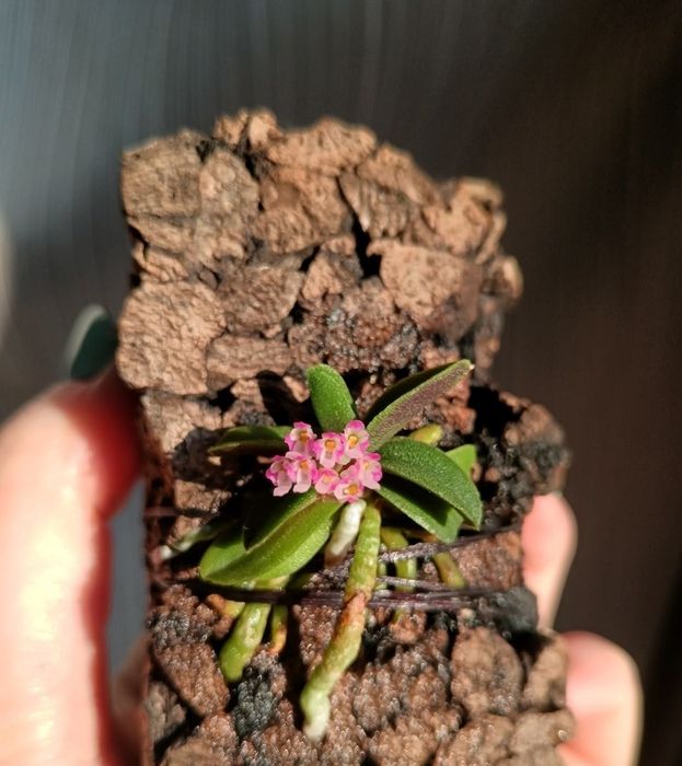 Орхидея Schoenorchis fragrans