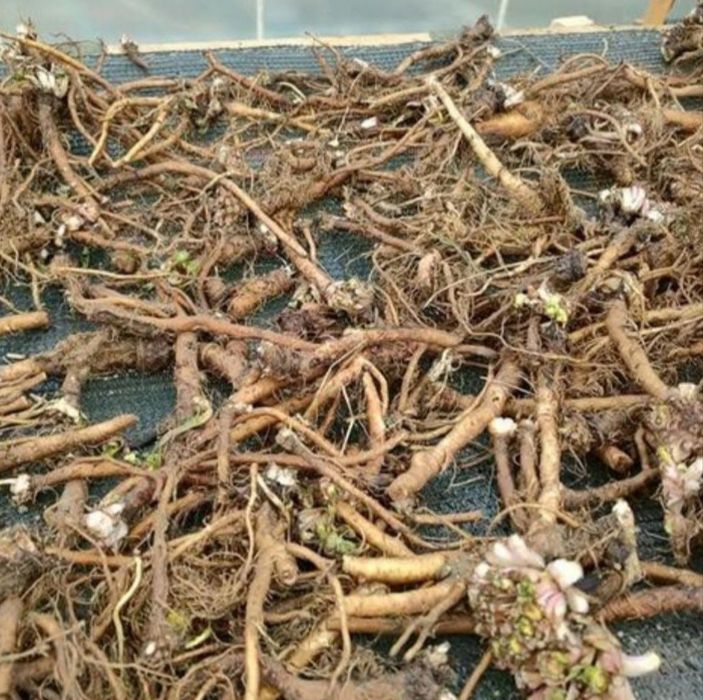 Vând Rădăcini de păpădie proaspete