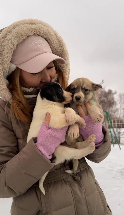Срочно! Отдадим щенят в добрые руки!