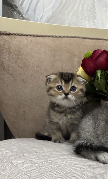 Mushuk bolasi котёнок