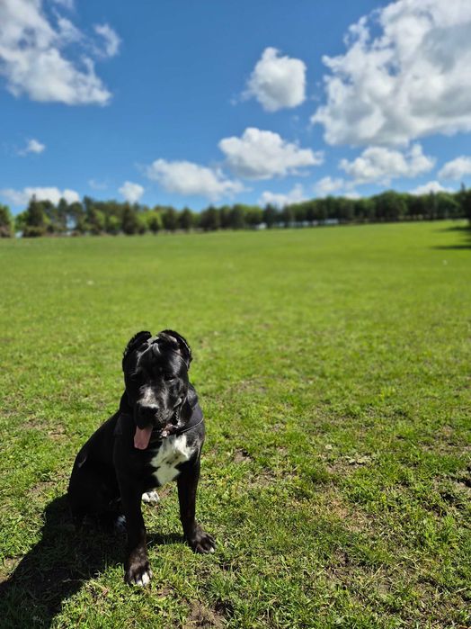 Кане Корсо женски