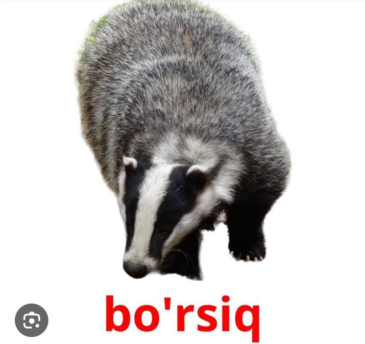 Borsu yogi Barsuchniy jir (tabiy)