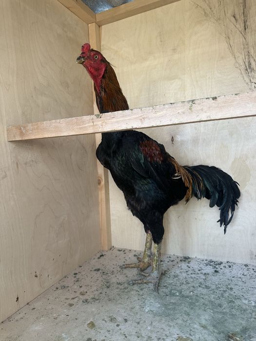 Horoz sotiladi soglom yoshga tolgan