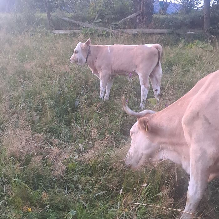 Vitea baltata românească pentru prasila