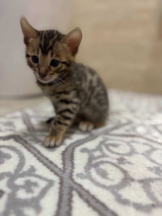 Продаются бенгальские котята