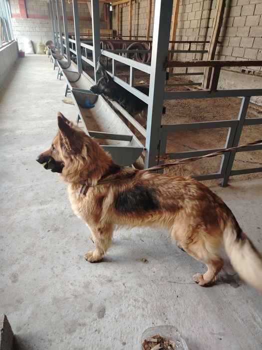 Yevropichiskiy afcharka sotiladi