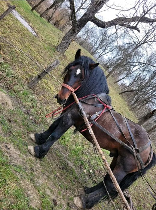 Armăsar de vânzare
