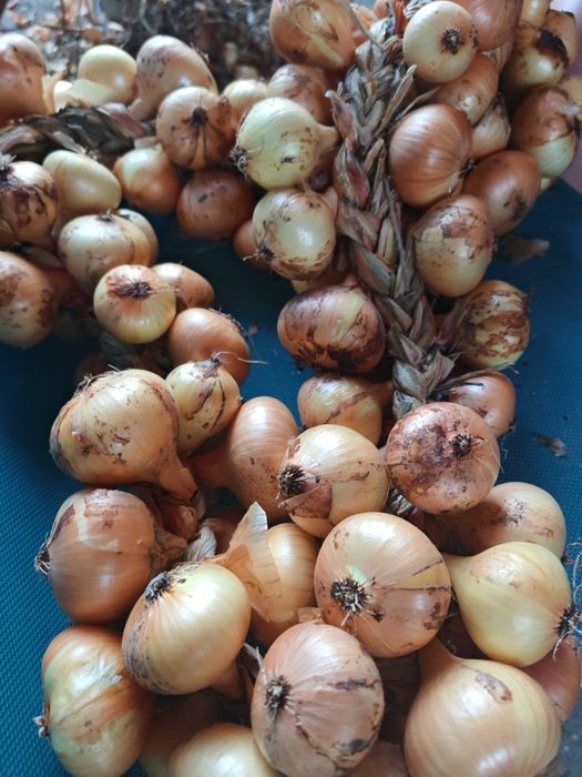 Ceapă românească împletită traditional