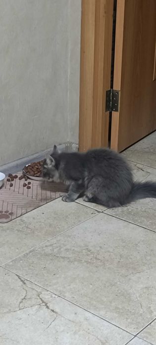 Котята . 4 месяца