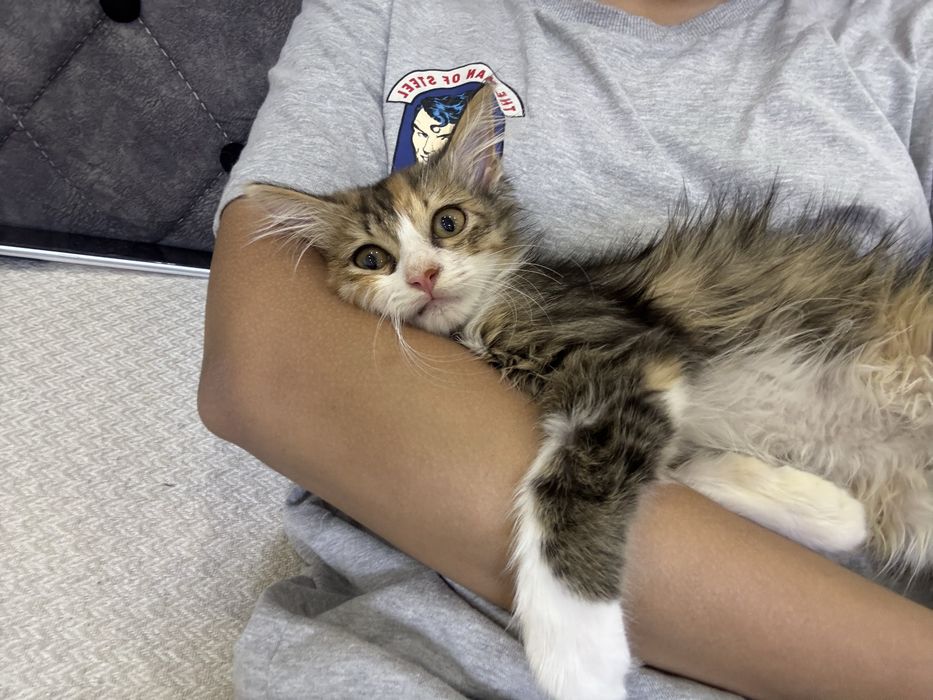 Котенок бесплатно
