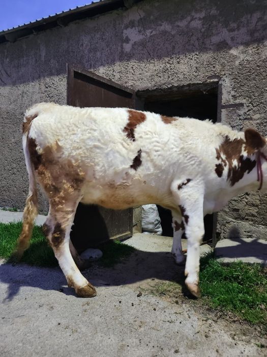 Продается нетель чисто породная сементал