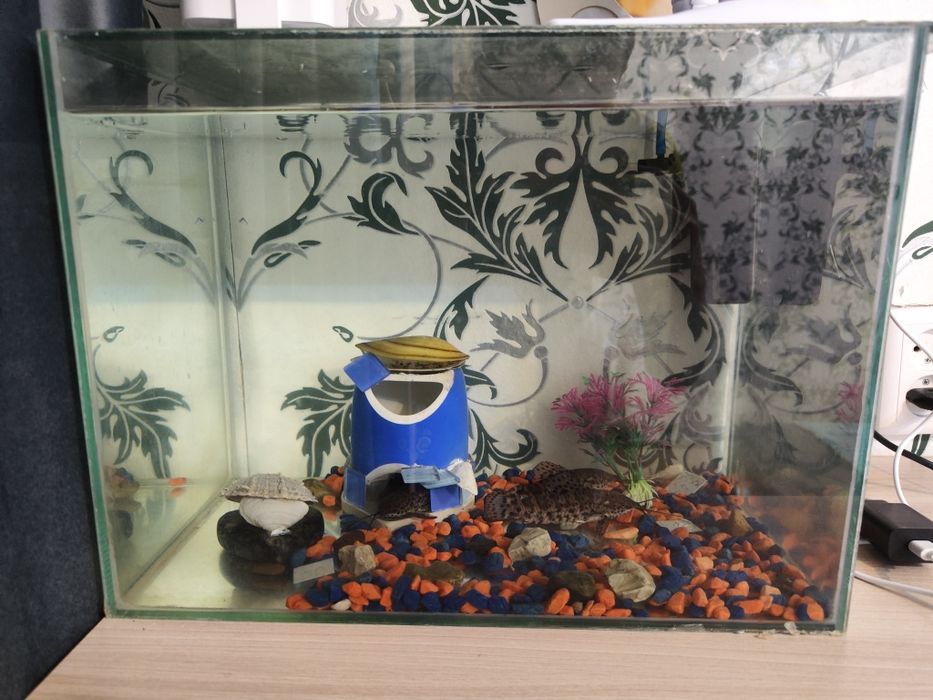 Продам аквариум с рыбками 2 сомика торакатума мальчики