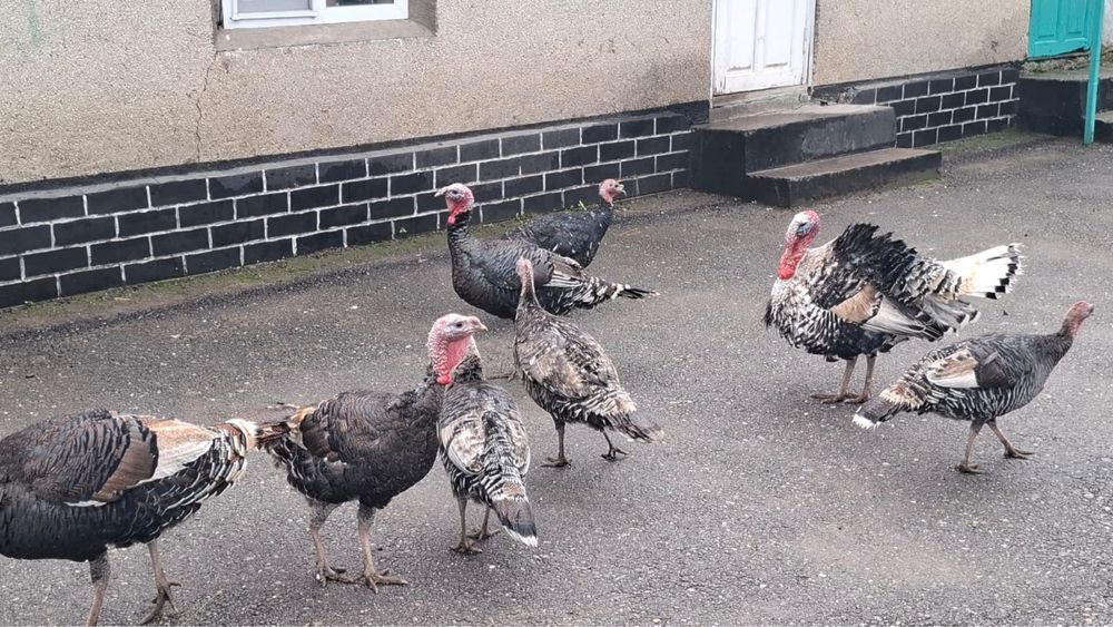 Индюки продаю домашние