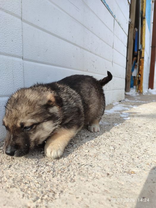 Отдам даром щенков