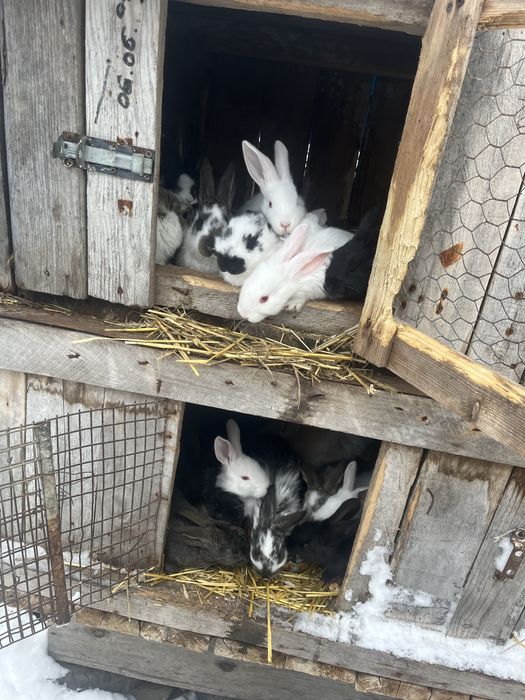 Vand pui de iepure varsta 2 luni