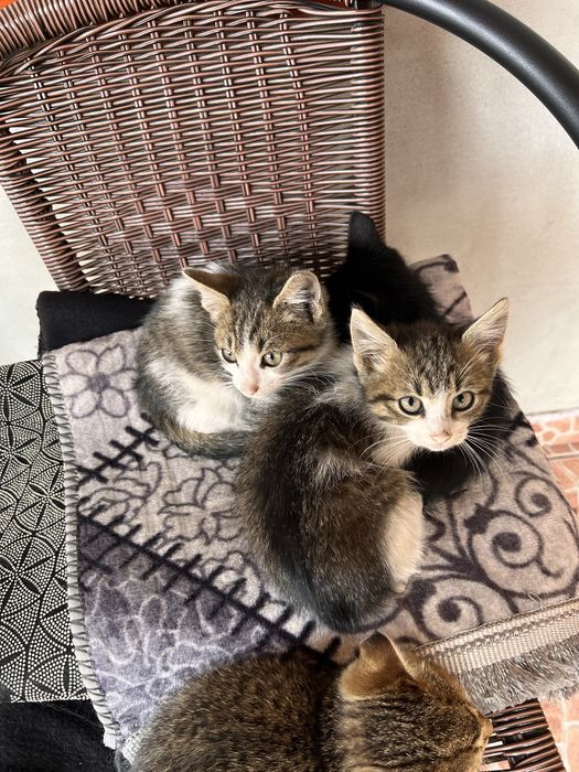 Ofer spre adopție 2 pisoiași fara stapân