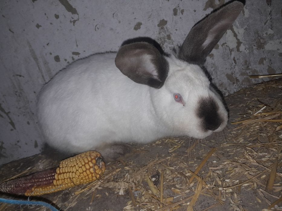 Vând iepuroaică gestantă