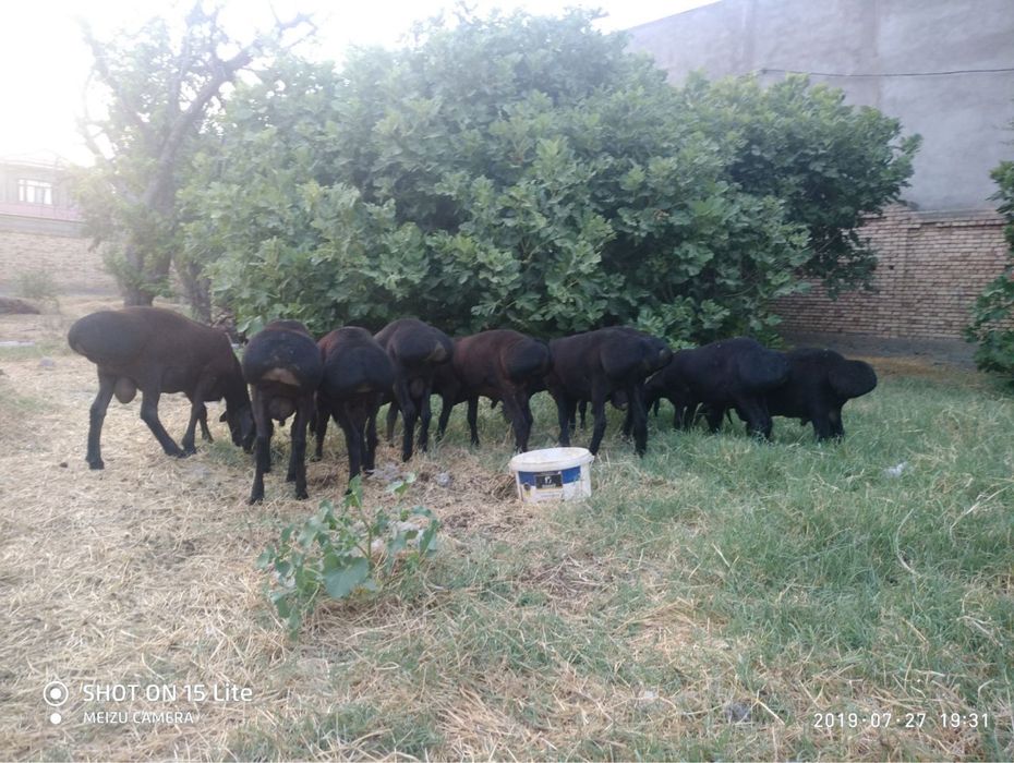 Boqishga qo’chqorla bor