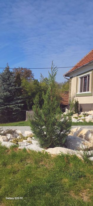 Cupressocyparis Leylandii 2001