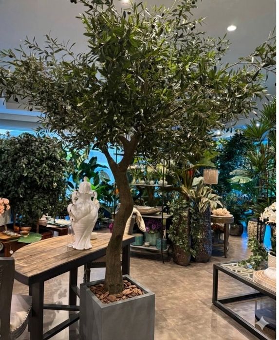 Maslini si Bonsai Mari frunze artificiale cu trunchi natural.