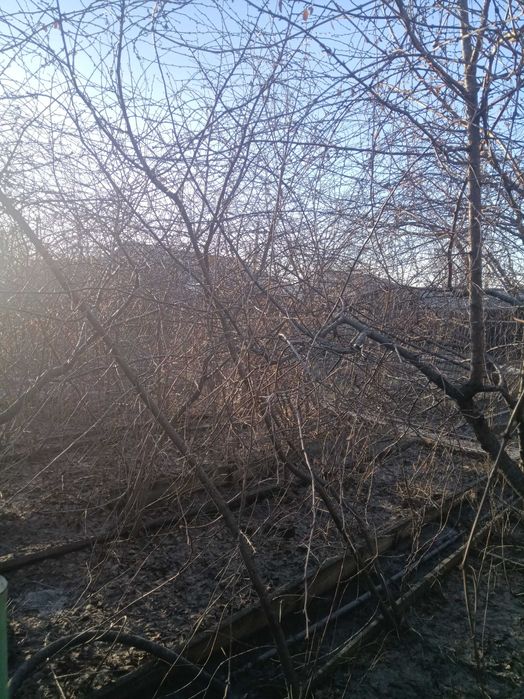 Саженцы вишни, малины и клубники