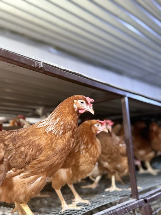 Молодые куры несушки Ломан Браун