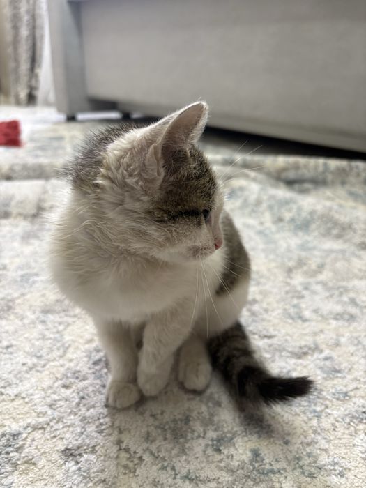 Котенок мальчик (4-5 мес)