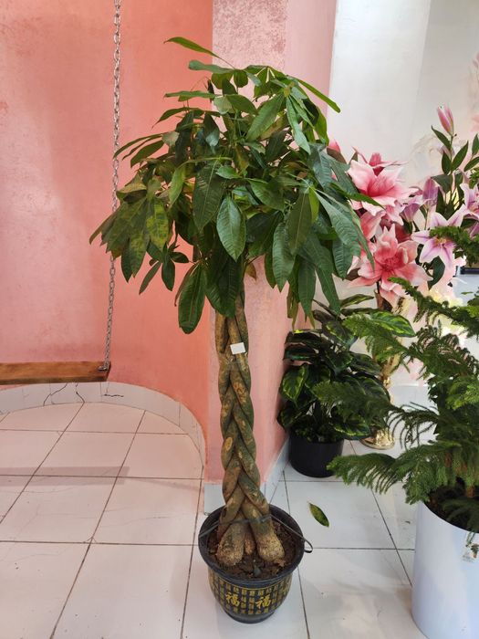 Tuvakli daraxtlar sotiladi optom narxlarda