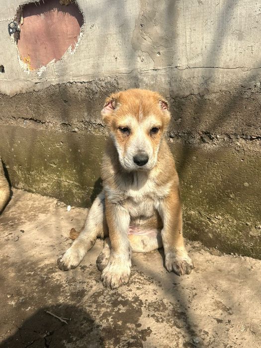 Алабай күшіктер сатылады