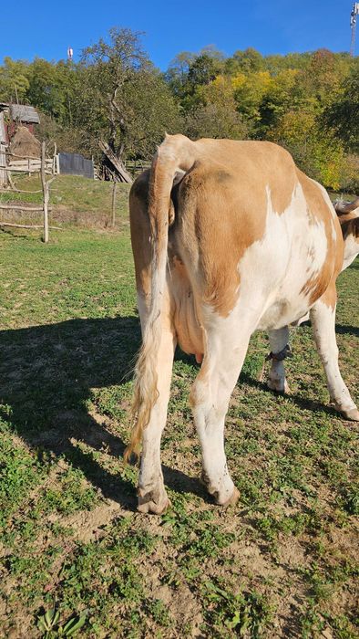 Vaca de vânzare