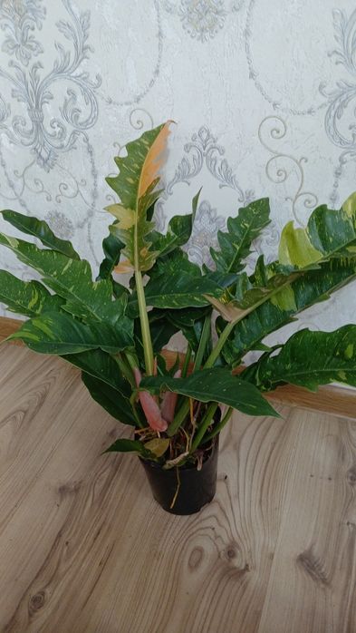 Комнатные растения