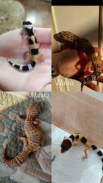 Малыши эублефаров (эублефар,геккон,ящерица)