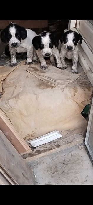 Щенки русский спаниель