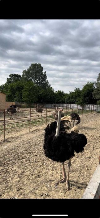 Pui De Strut 30/50 de zile Targoviste • OLX.ro