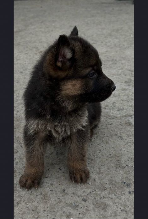 Щенки немецкой овчарки,